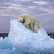 Sleeping polar bear image wins photography award